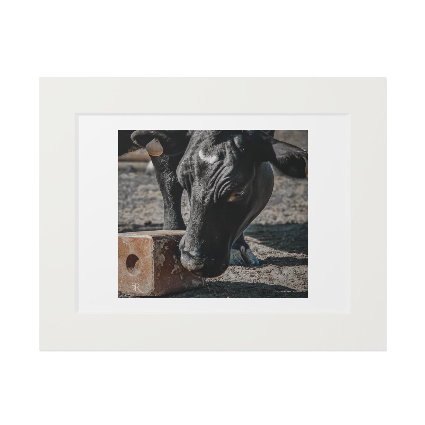 Cow Candy Fine Art Print
