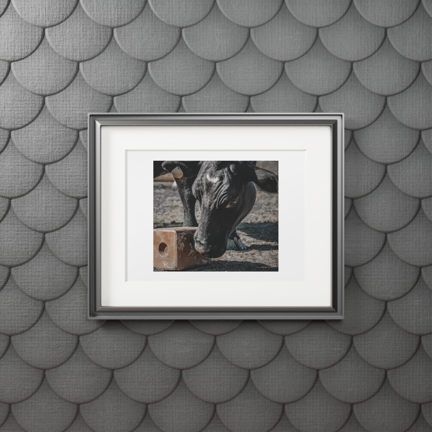 Cow Candy Fine Art Print