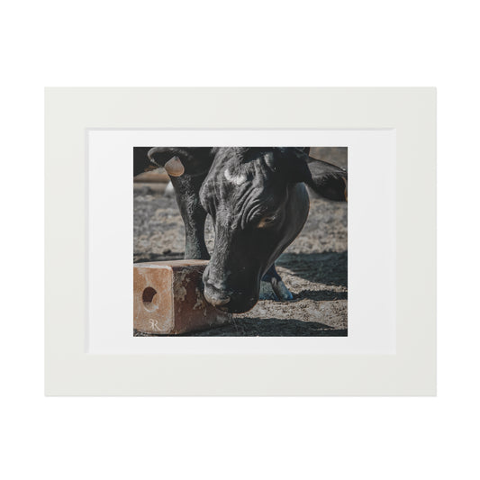 Cow Candy Fine Art Print