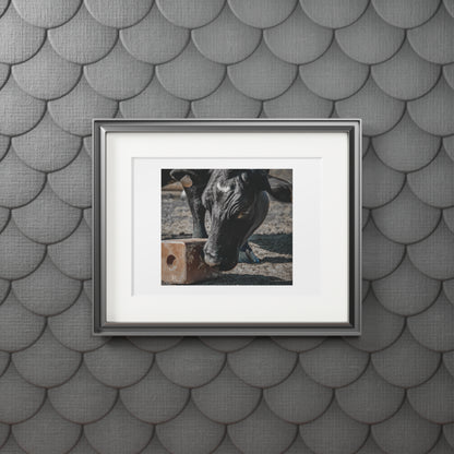 Cow Candy Fine Art Print