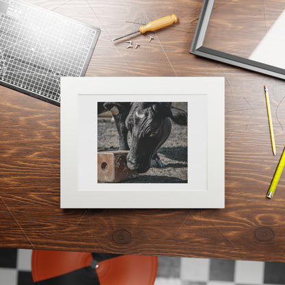 Cow Candy Fine Art Print